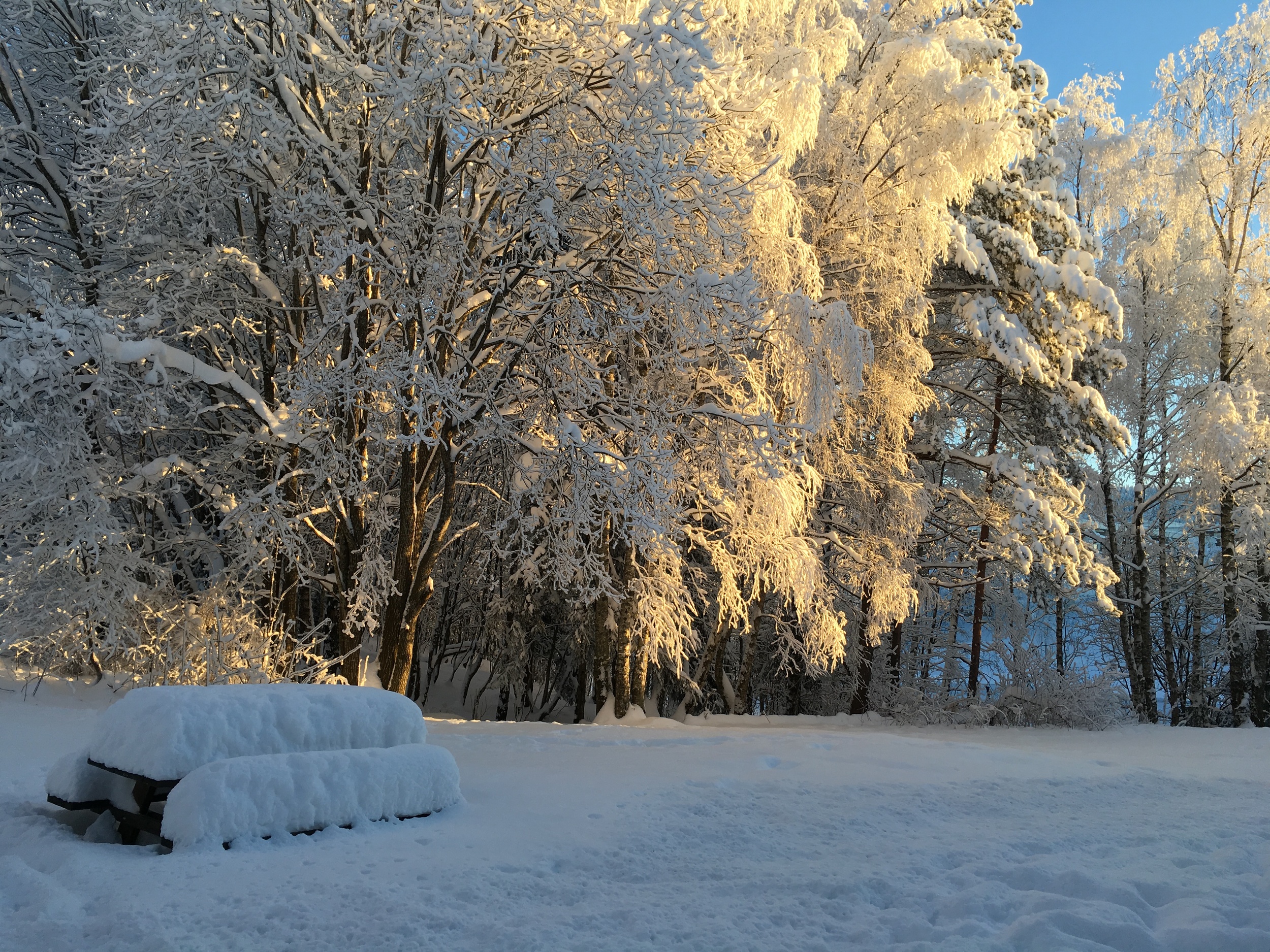 Bjørnefaret Borettslag