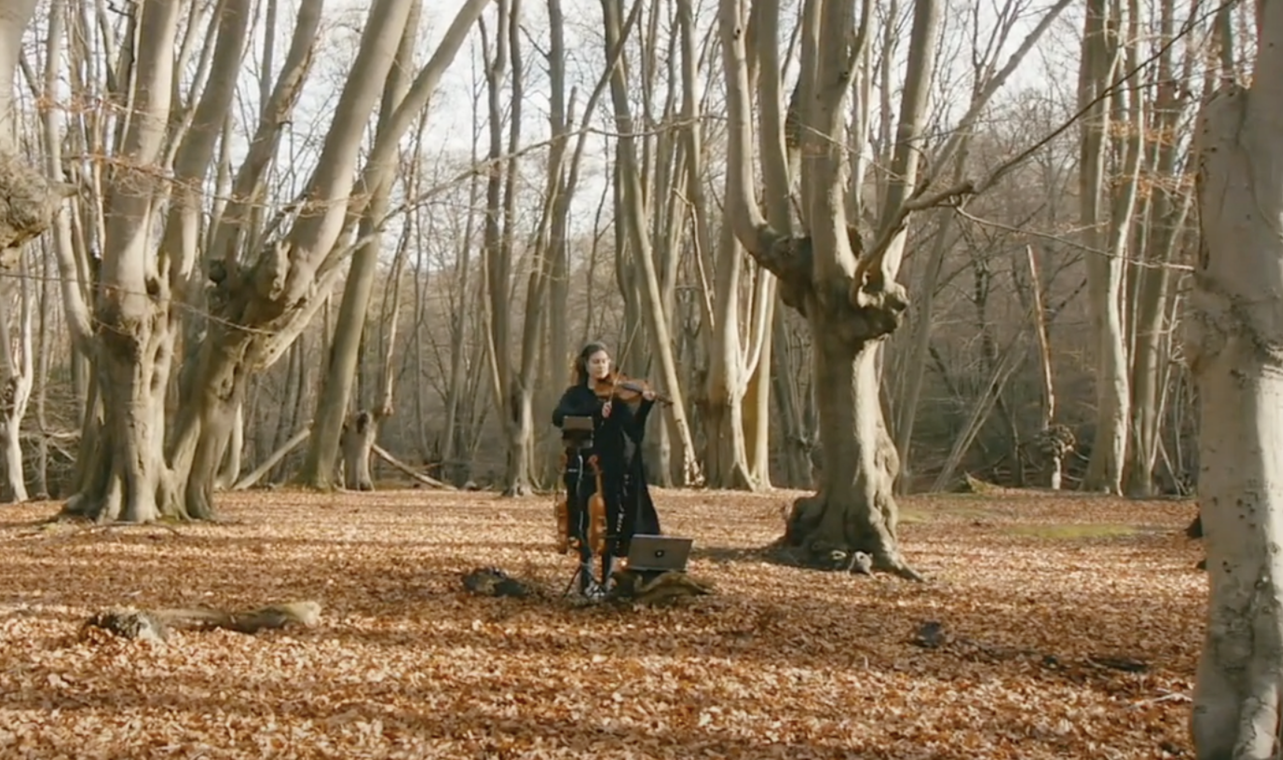 Virtual concert - wintry forest