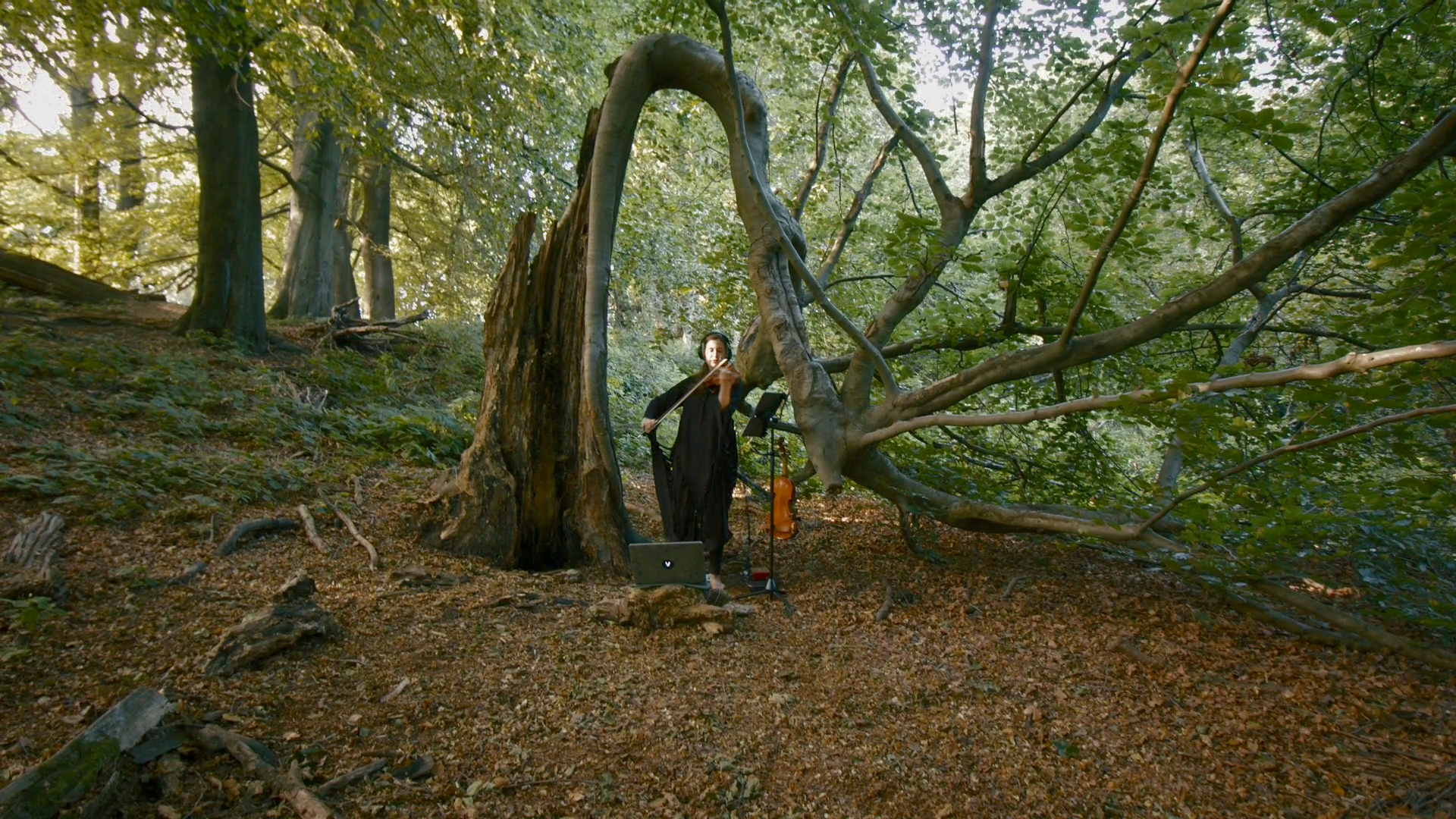 Virtual concert - fallen trees