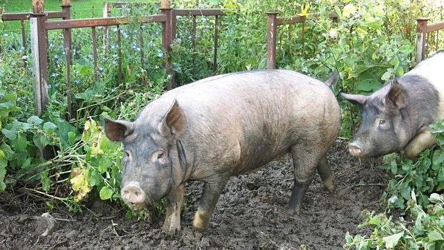 FarmEats pasture raised pork