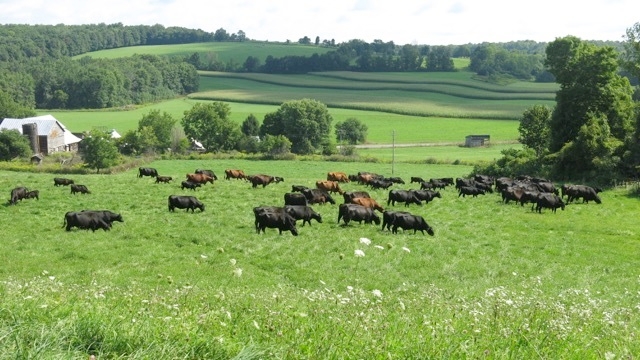 FarmEats grass fed beef