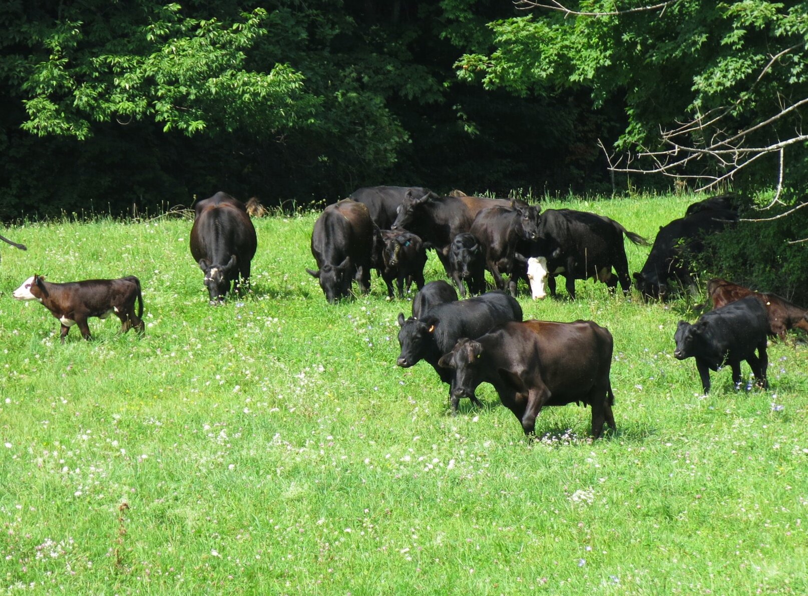 FarmEats Grass Fed Beef  