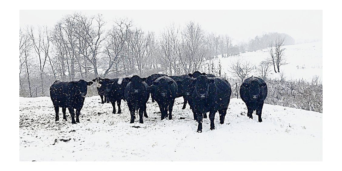 snowcattle.jpg