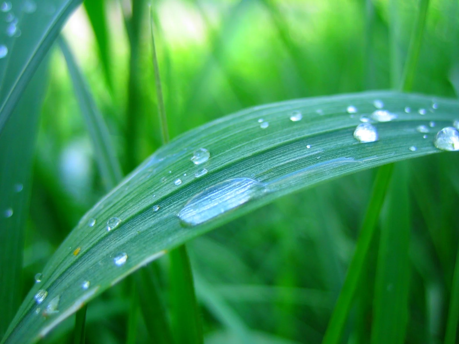 dew.jpg