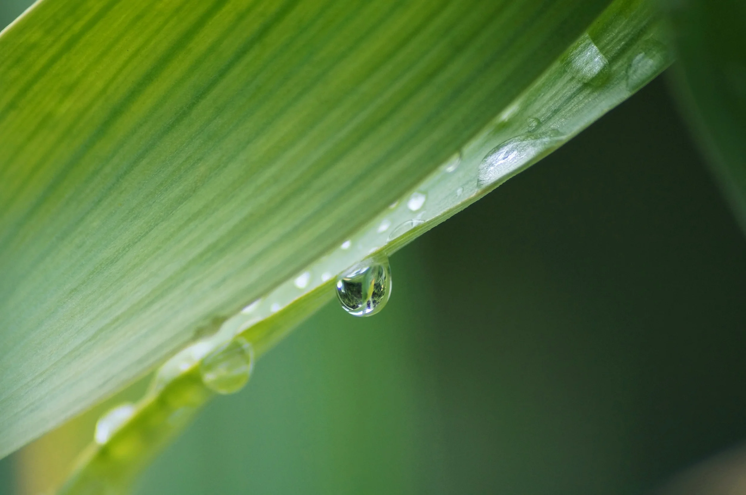 large leaf.jpg