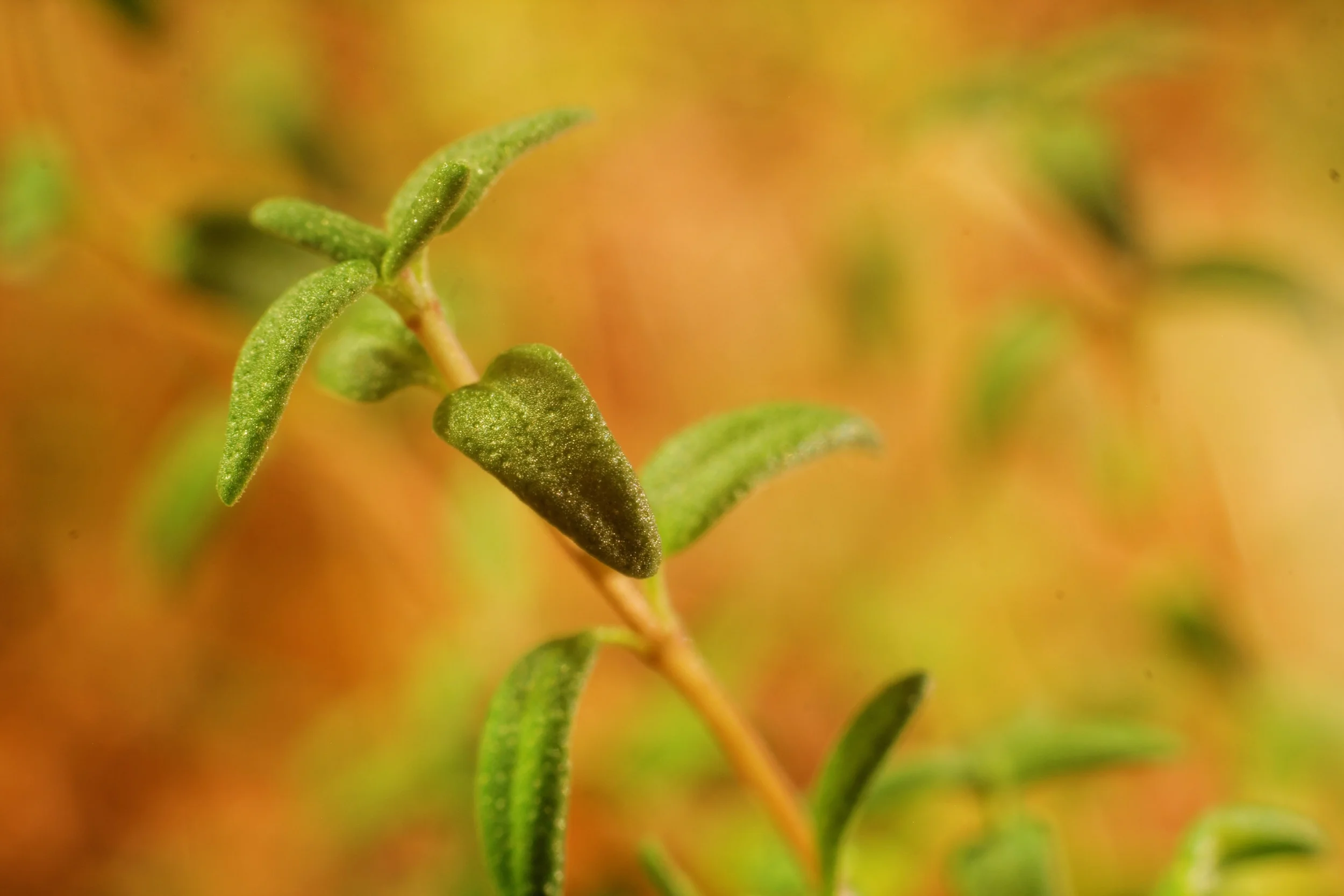 thyme.jpg