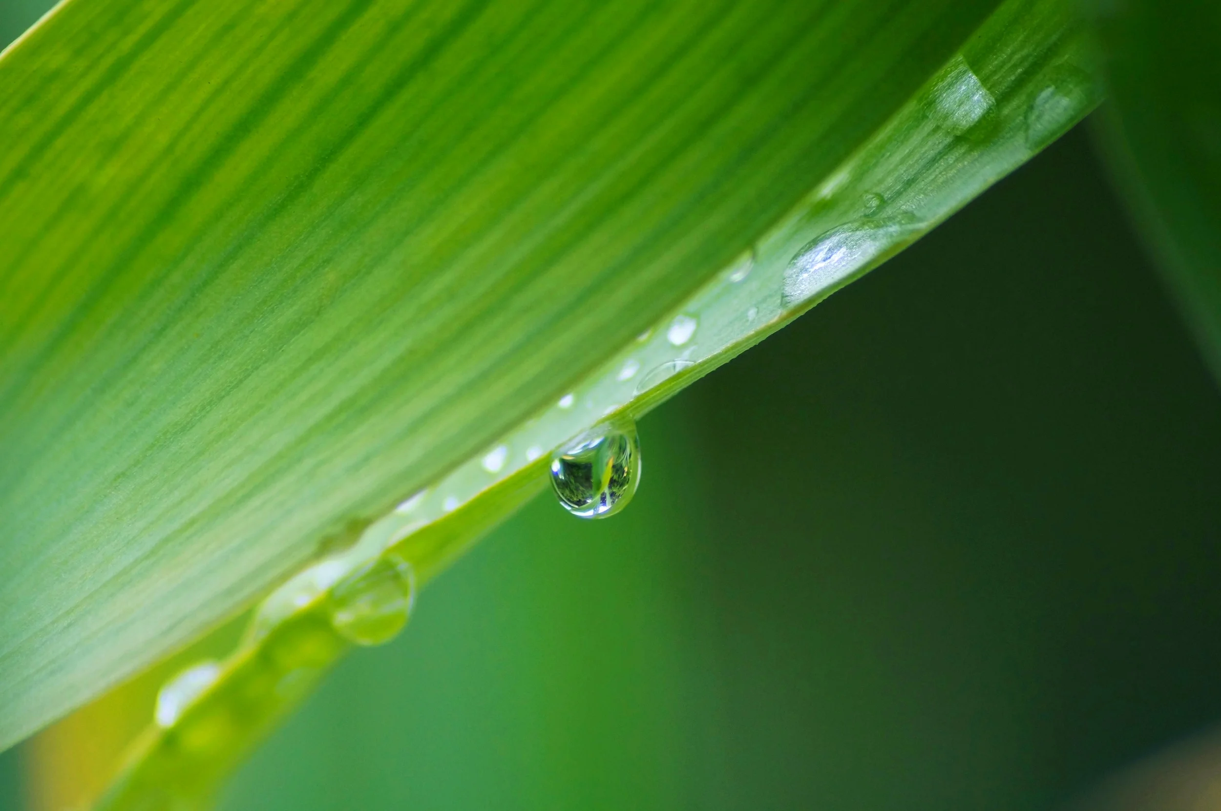 large leaf.jpg