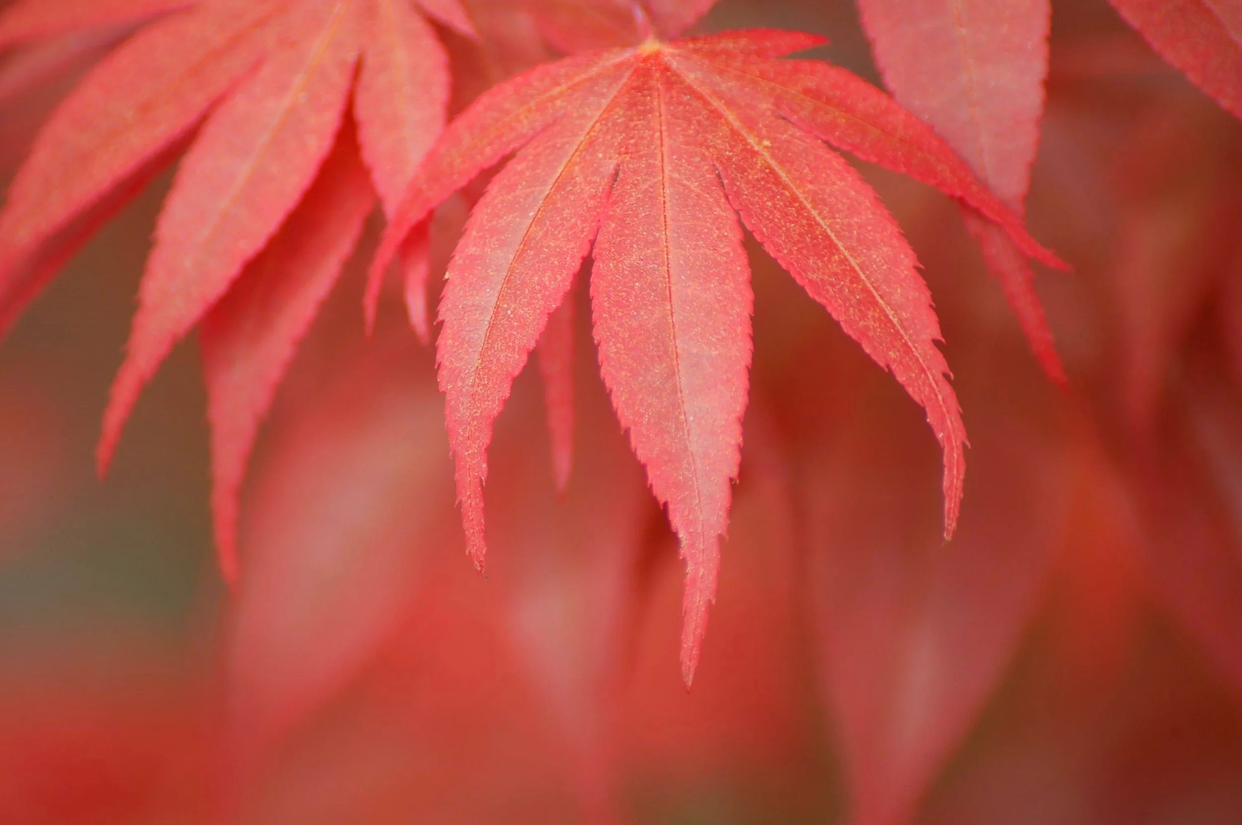 red leaf.JPG