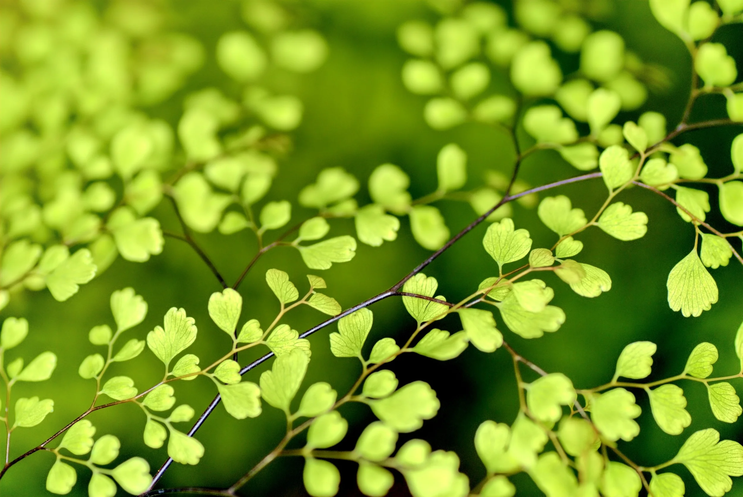 mini leaves.jpg