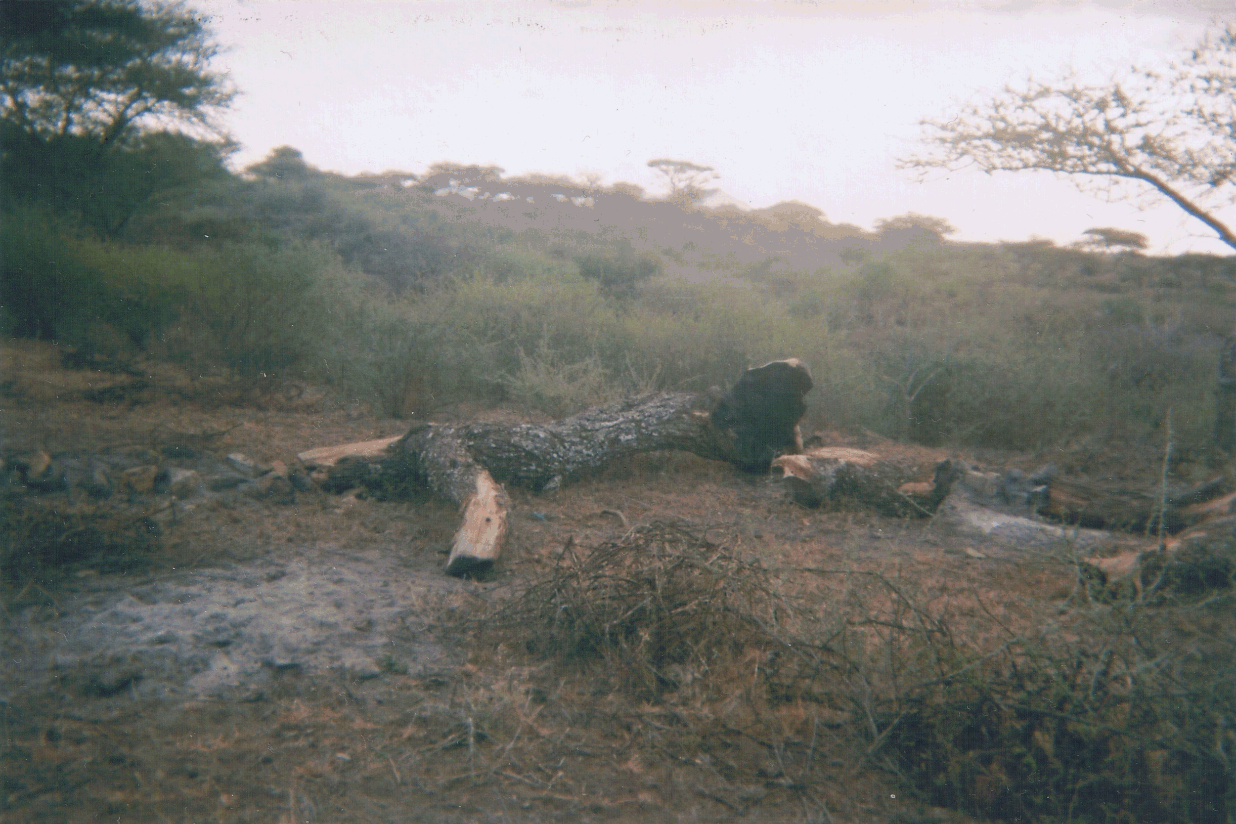 Photo Credit: Neema Melubo