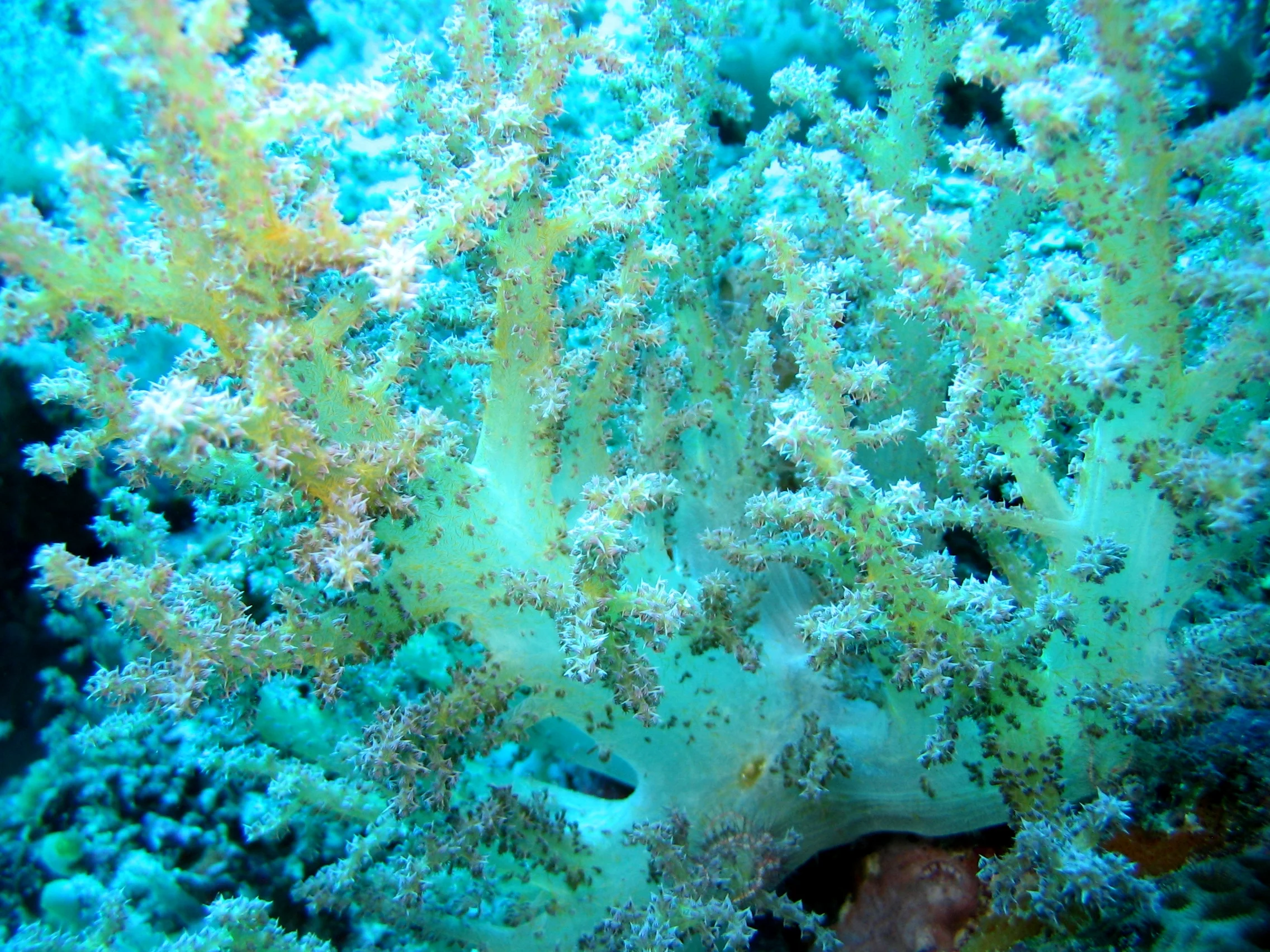 Reef4313_-_Flickr_-_NOAA_Photo_Library.jpg