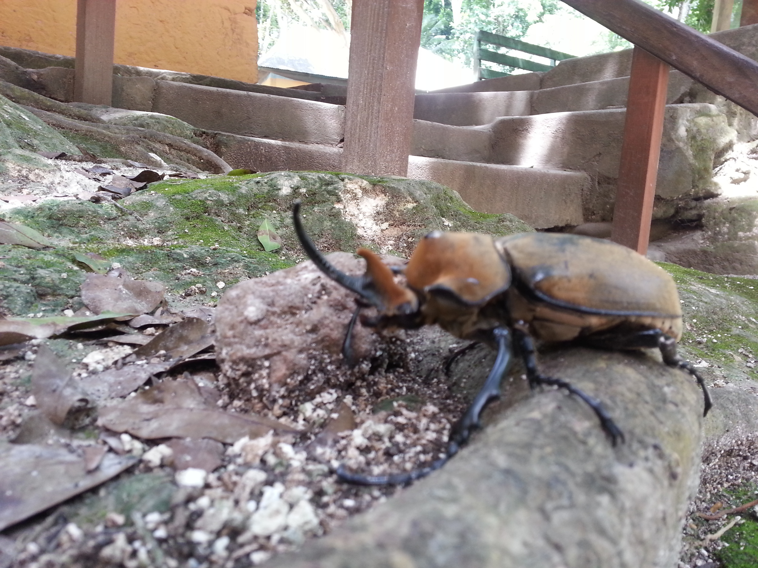 Elephant beetle