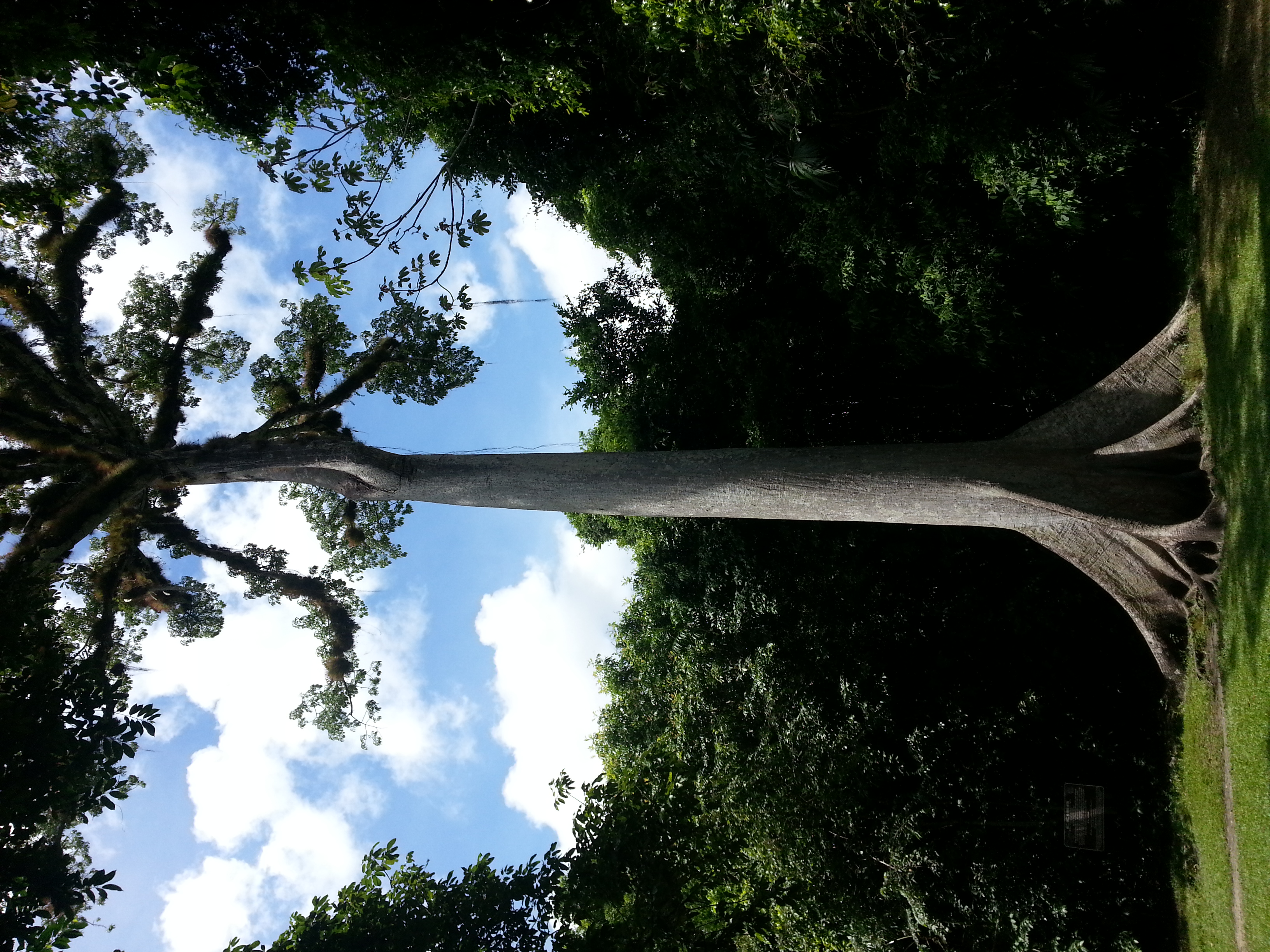 ...another cool looking tree
