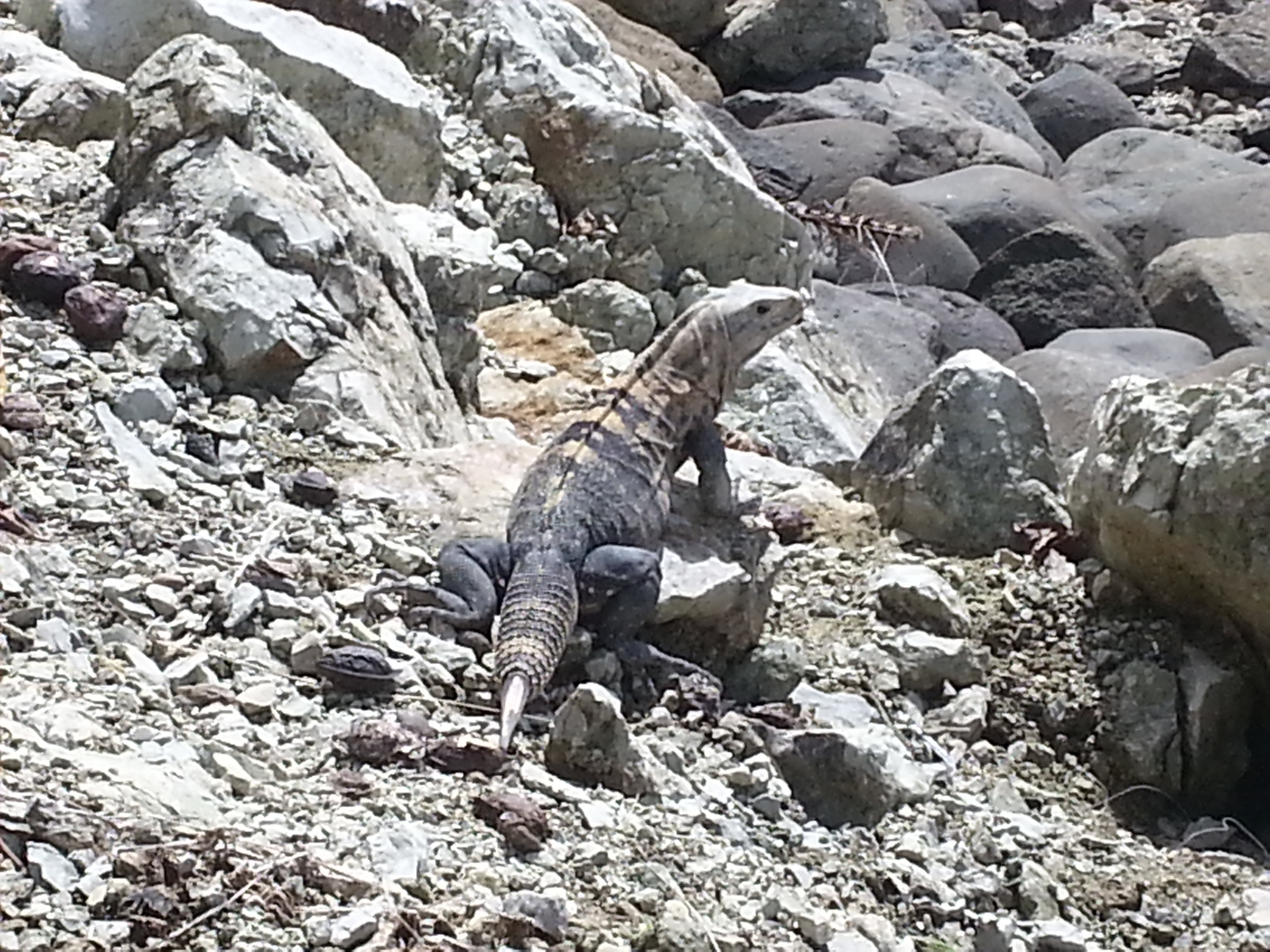 A new friend in Quepos
