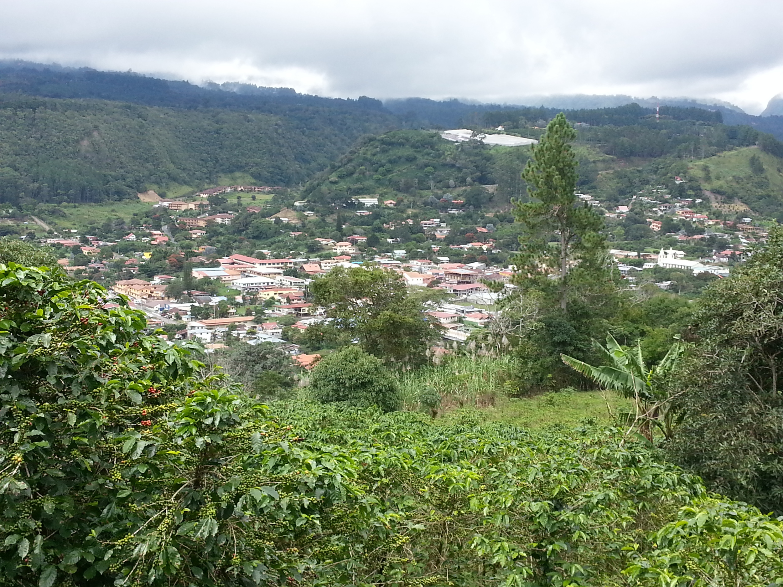 An almost bird's eye view onto Boquete (coffee plants in the foreground)