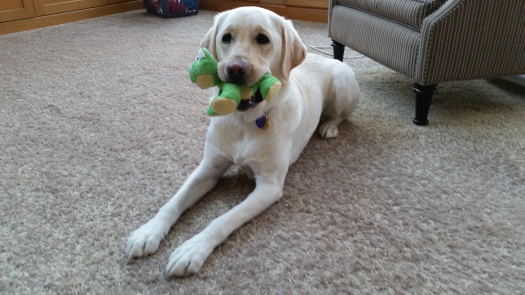 Melissa's dog, tilly
