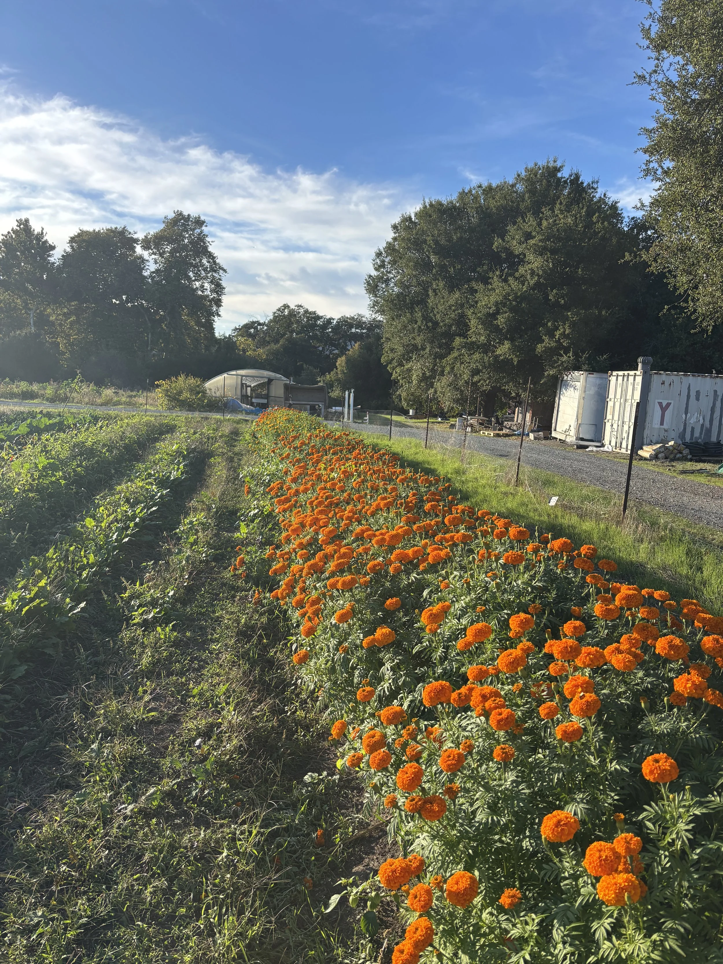 Marigold Bounty Bouquet