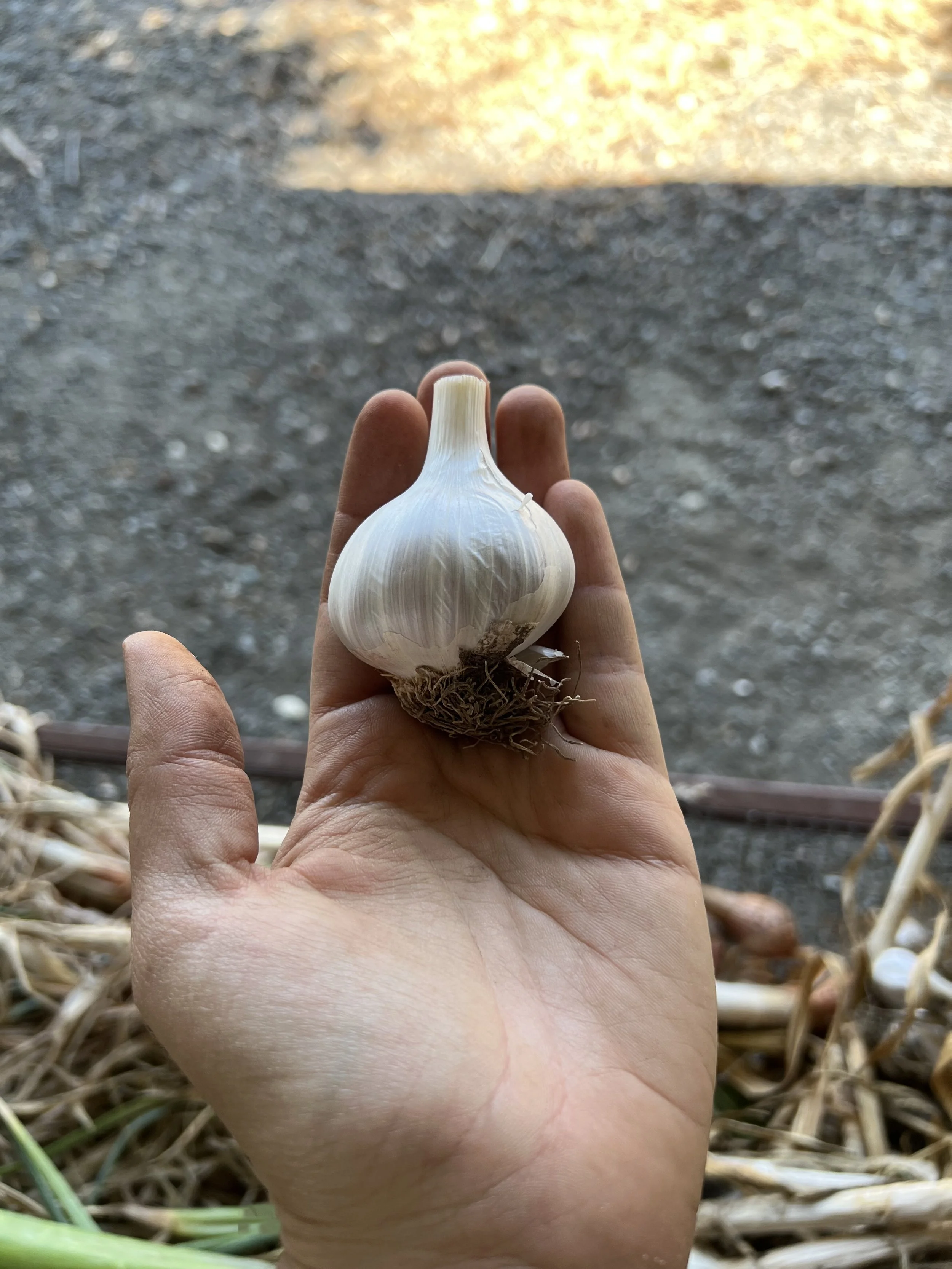 Garlic