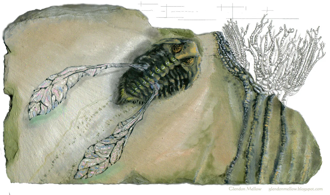 Mythical Flying Trilobite Fossil III