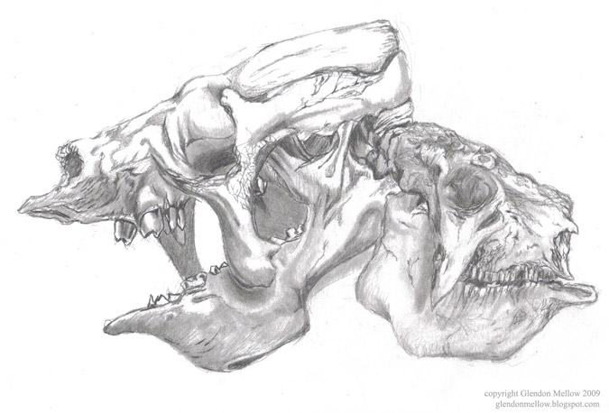 Eremotherium and Glyptodon Skulls. Prehistoric mammal skulls drawn from the displays at the Royal Ontario Museum. 