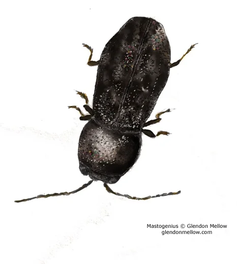 Mastogenius Jewel Beetle