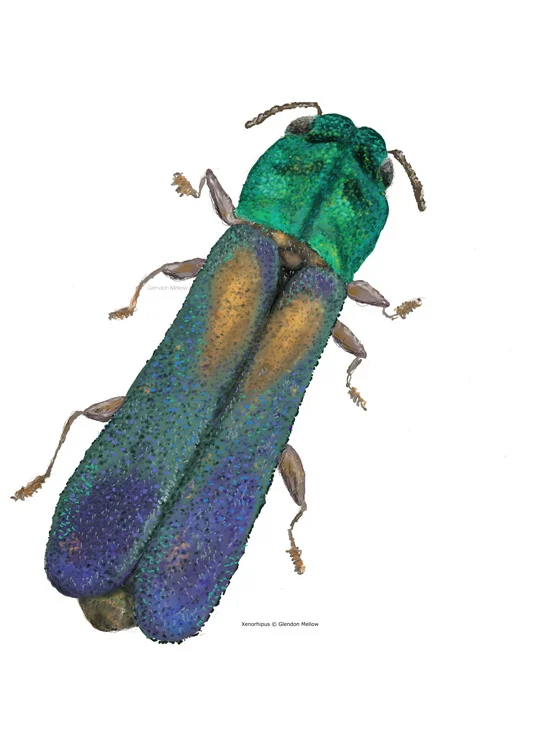 Xenorhipus Jewel Beetle