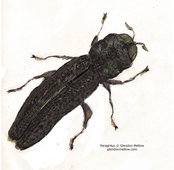 Paragrilus Jewel Beetle