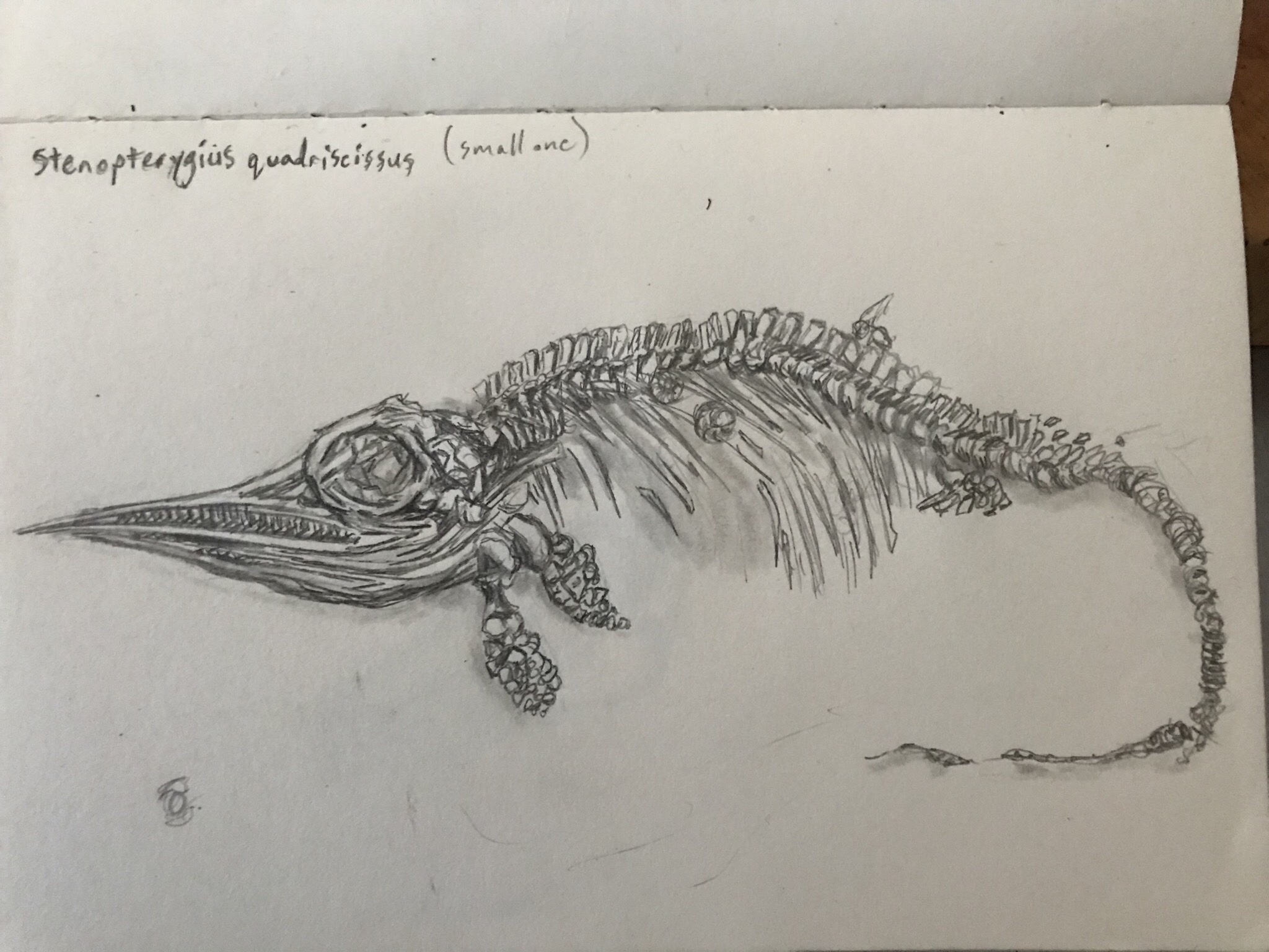 Sketch of the smaller Stenopterygius quadriscissus. This fossil is 180 million years old, early Jurassic. I curved the tail to fit on the page.
