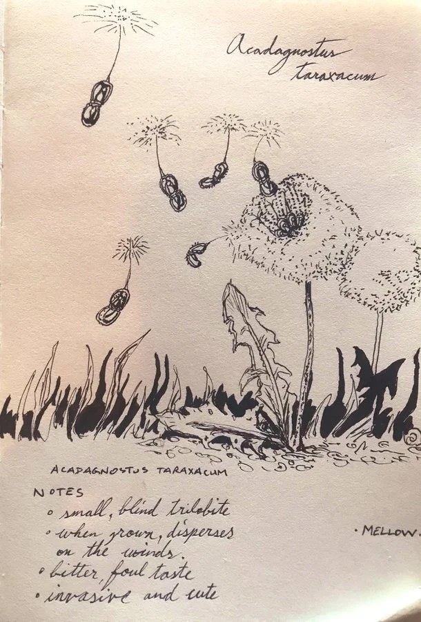 Day 4 - Tiny, blind, and highly invasive due to wind-dispersal when mature. Acadagnostus taraxacum, from A Guide to Flying Trilobites.