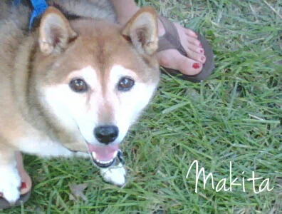Makita.jpg