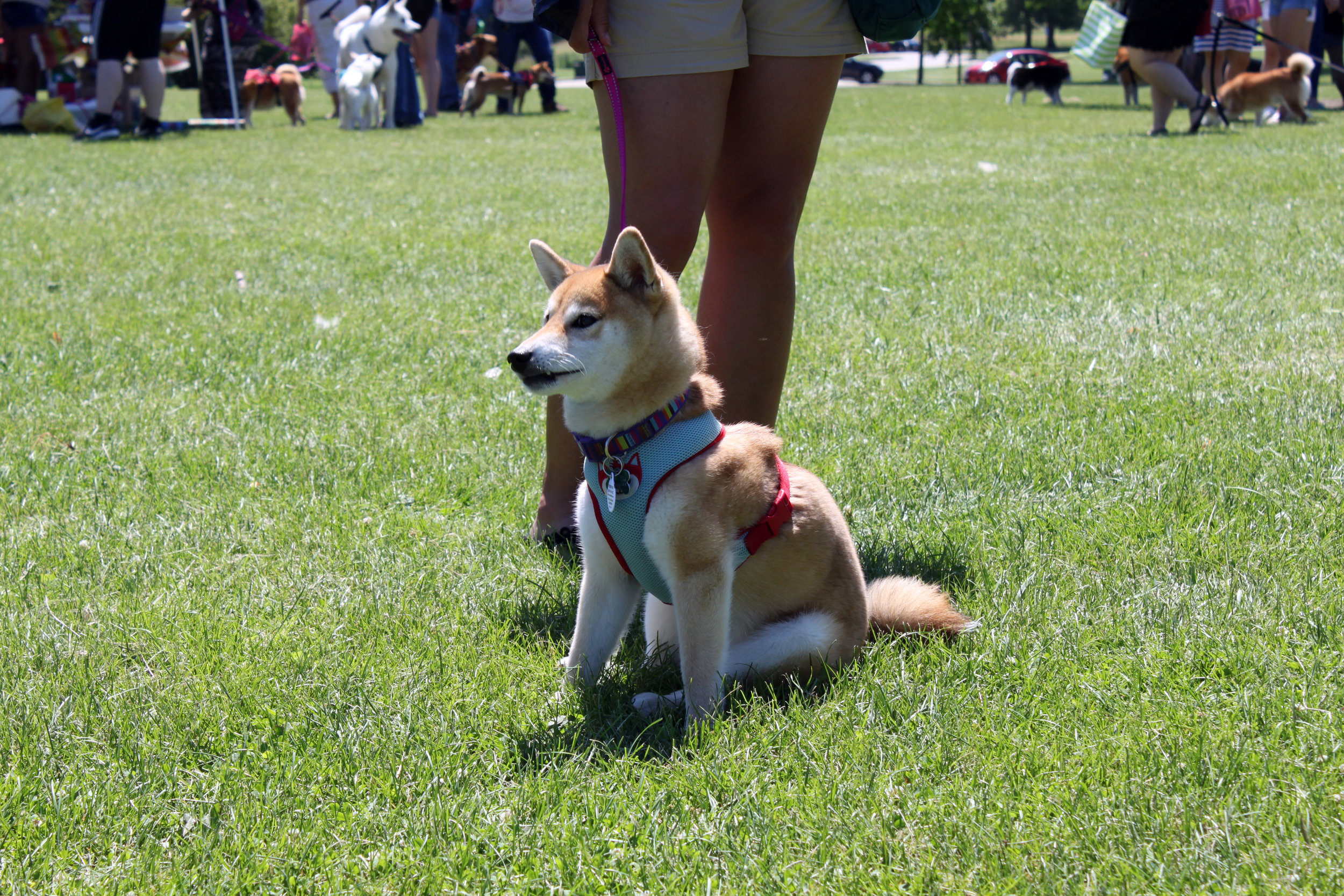 01 MSIR 2017 Picnic.jpg