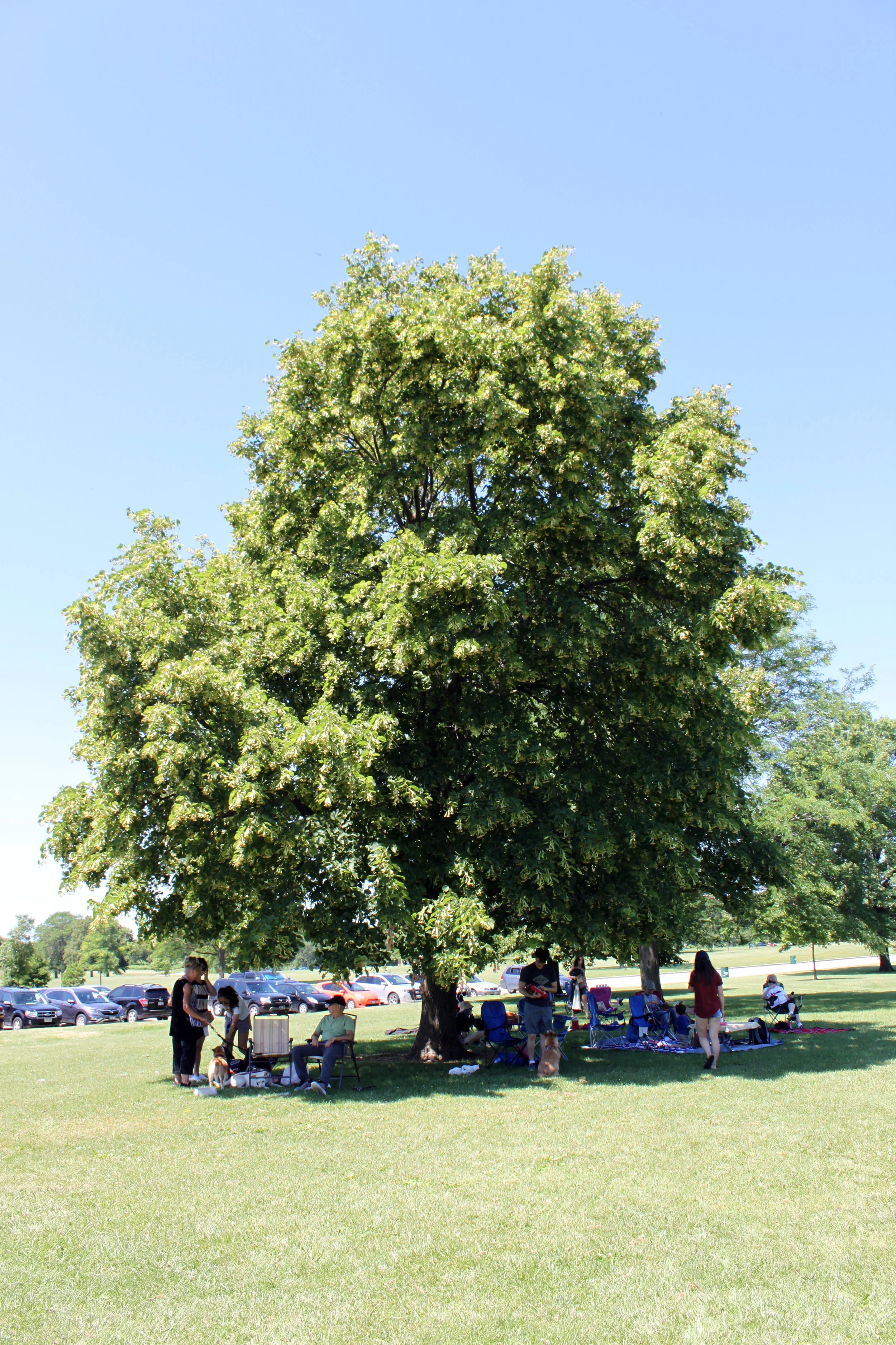 03 MSIR 2017 Picnic.jpg