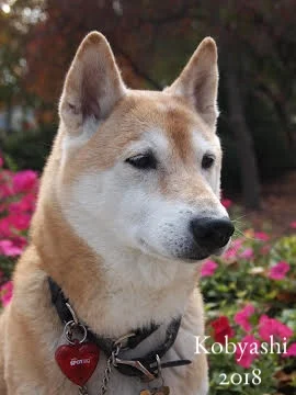 Kobyashi.jpg