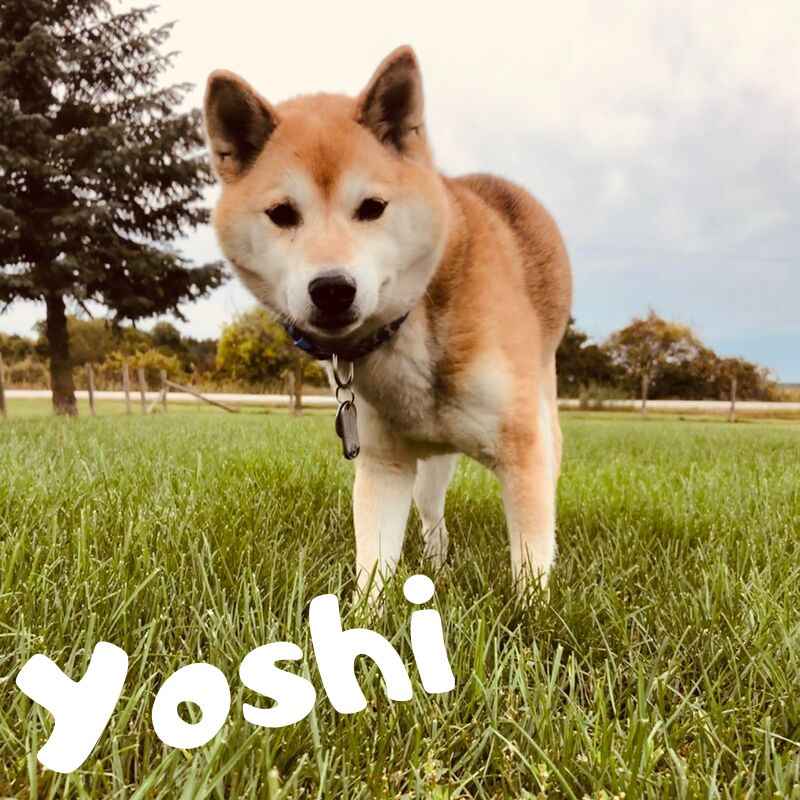 Yoshi.png