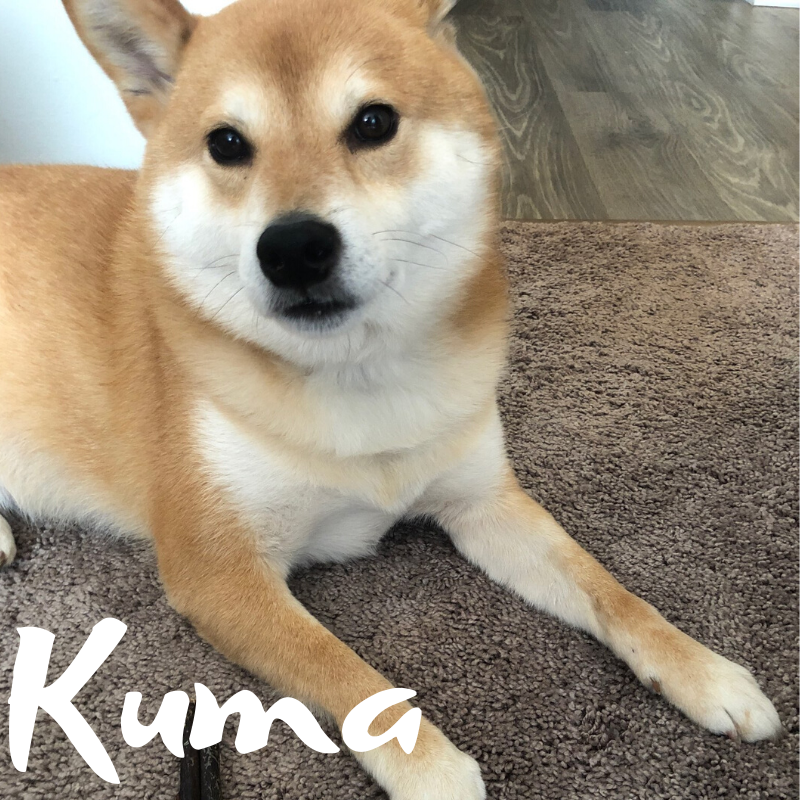 Kuma.png