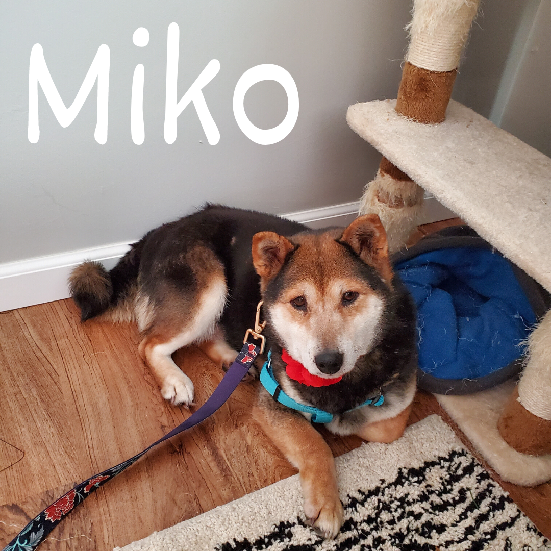 Miko.png