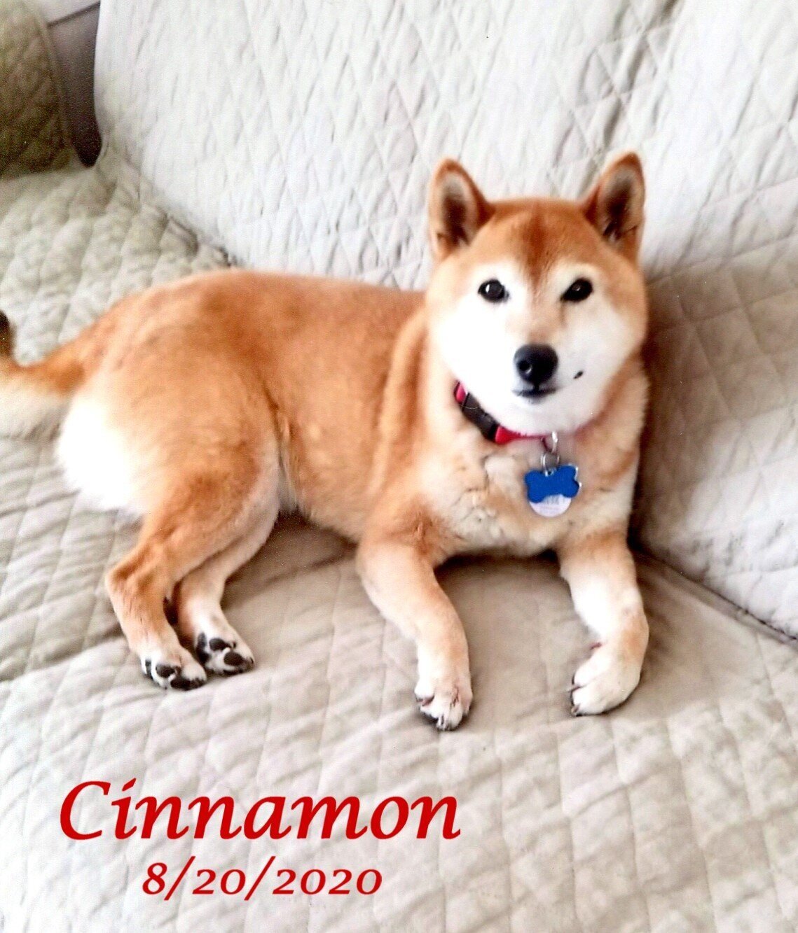 Cinnamon