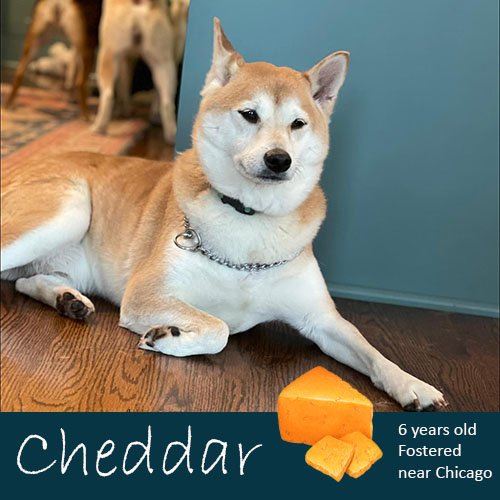 Meet Cheddar!