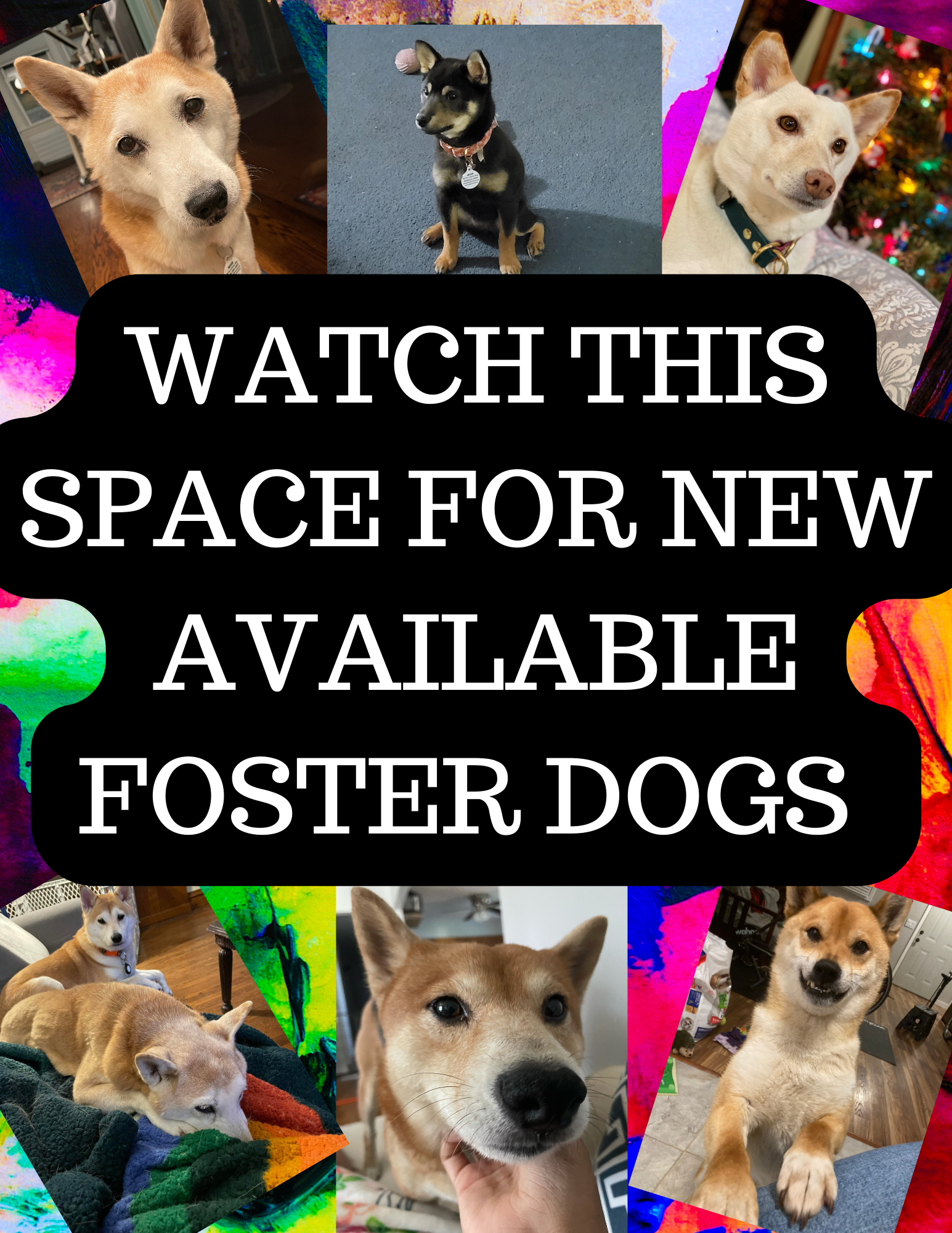 WATCH THIS SPACE FOR NEW FOSTER DOGS AVAILABLE.png