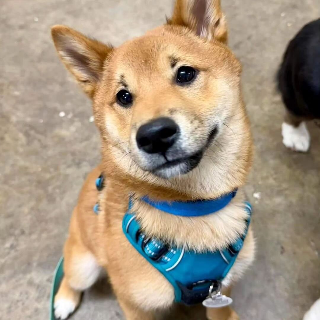 🚘 TRANSPORT HELP NEEDED - IL 🚘

Transport help needed this TOMORROW, 3/24, to get a shiba to their foster home. If you can help, please reach out to our transport coordinator, transport@shibarescue.org ASAP. Thank you in advance for your help! 🐾

