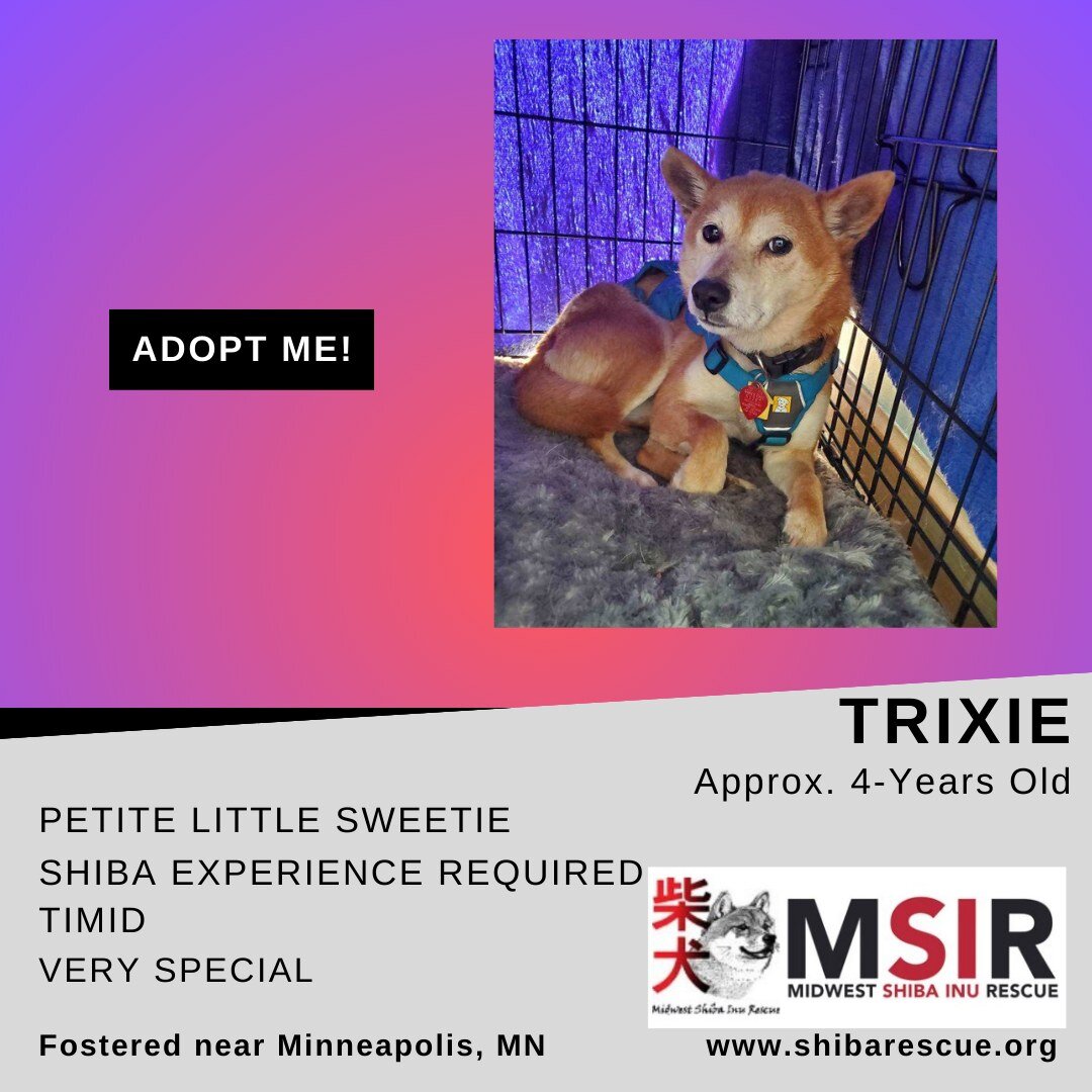 📣📣Check out these sweet girls NOW AVAILABLE 📣📣

Trixie, Cassidy, Blossom and Luna are all on the look for their perfect furever homes. 🏡

Check out their bios and learn how to express interest in adopting them, here: https://www.shibarescue.org/