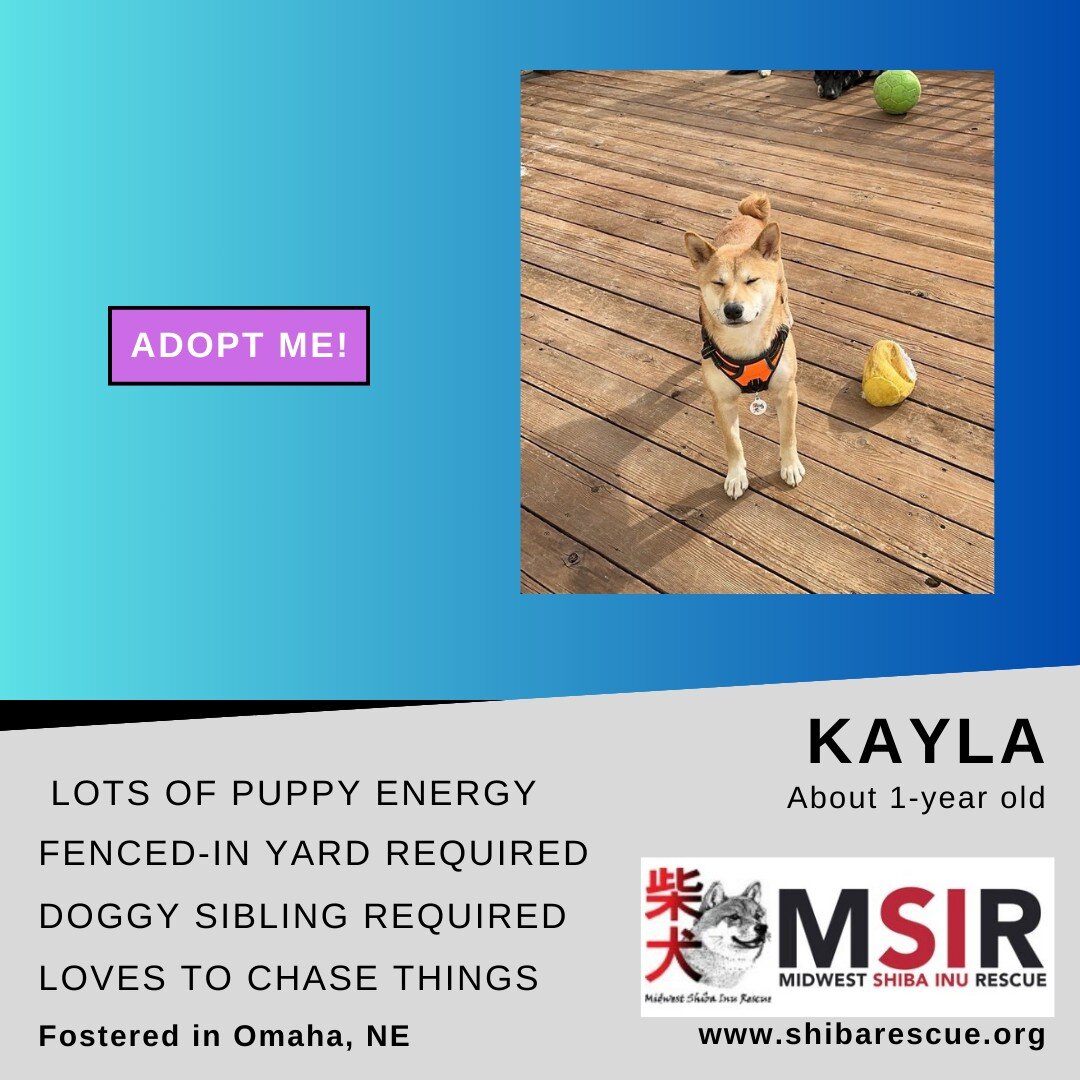 📣📣INTRODUCING KAYLA📣📣
 
Hi! I&rsquo;m Kayla, a spunky one year old Shiba puppy. I&rsquo;m your typical puppy. I love to chew on anything I can get a hold of - foster mom makes me trade for &ldquo;appropriate&rdquo; items. I dont know what that wo