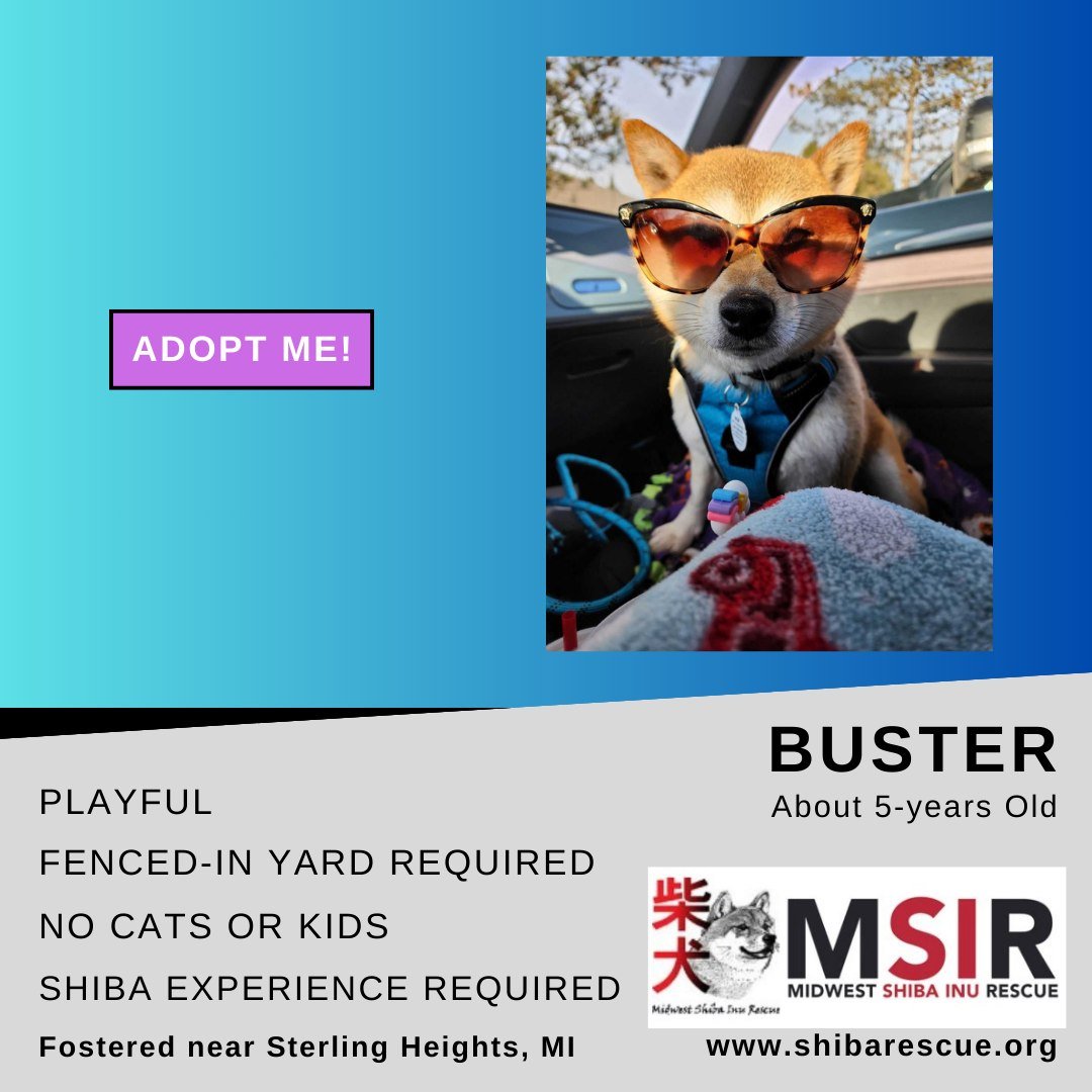 📣📣Buster - NOW AVAILALBE📣📣

This sweetest little boy is now available for adoption. Find out what he's looking for in a furever family - and check out his other adoptable friends here: https://www.shibarescue.org/availabledogs