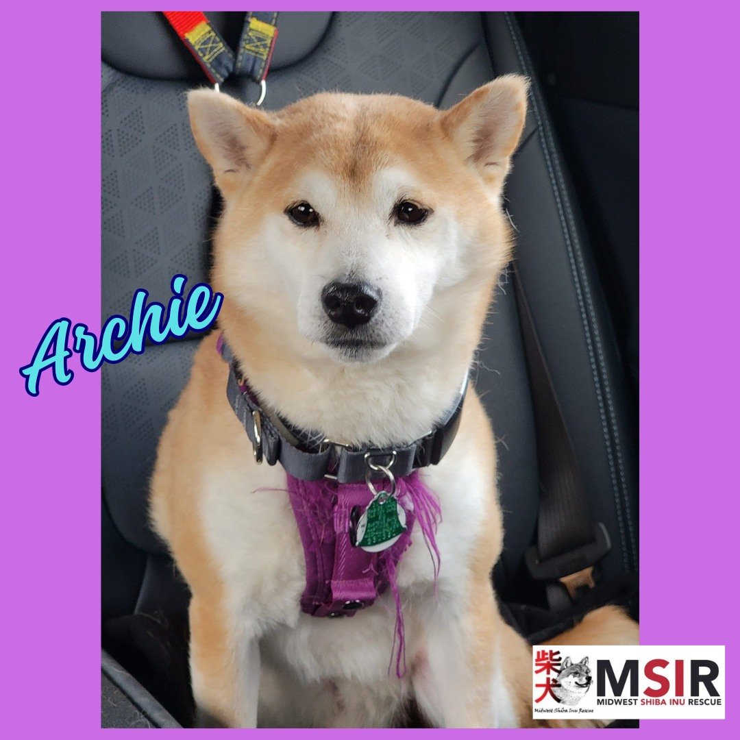 💕💕Archie💕💕

Do you have a securely fenced-in yard and lots and lots of love to give Archie? Check out his and his friends' bios, and learn more about the adoption process here:
https://www.shibarescue.org/availabledogs