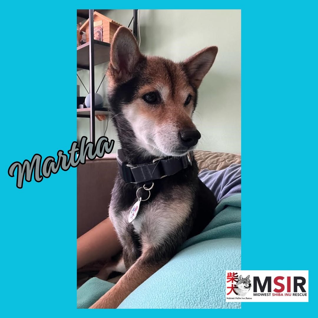 💕💕Martha💕💕

Are you a master cuddler and have a securely fenced-in yard? If so, Martha might be the dog for you! Check out her and her friends' bios, and learn more about the adoption process here: https://www.shibarescue.org/availabledogs