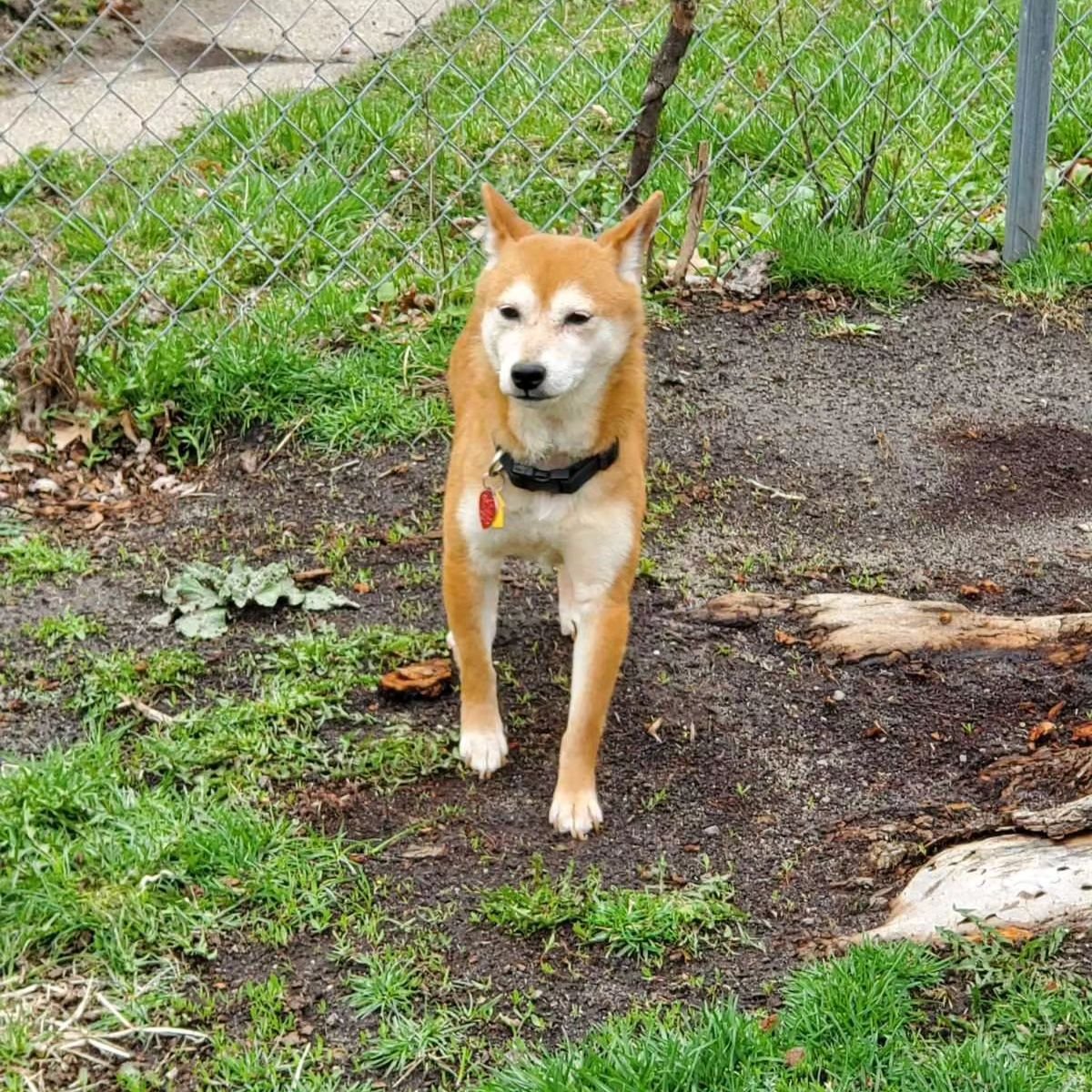 🚨🚨 MISSING MSIR FOSTER - ROBBINSDALE, MN 🚨🚨

Foster Trixie escaped her yard in the 2900-B of York. She is wearing a black collar with no harness. 

If you spot her, DO NOT CHASE. Please call her foster family immediately with sightings at 507-279