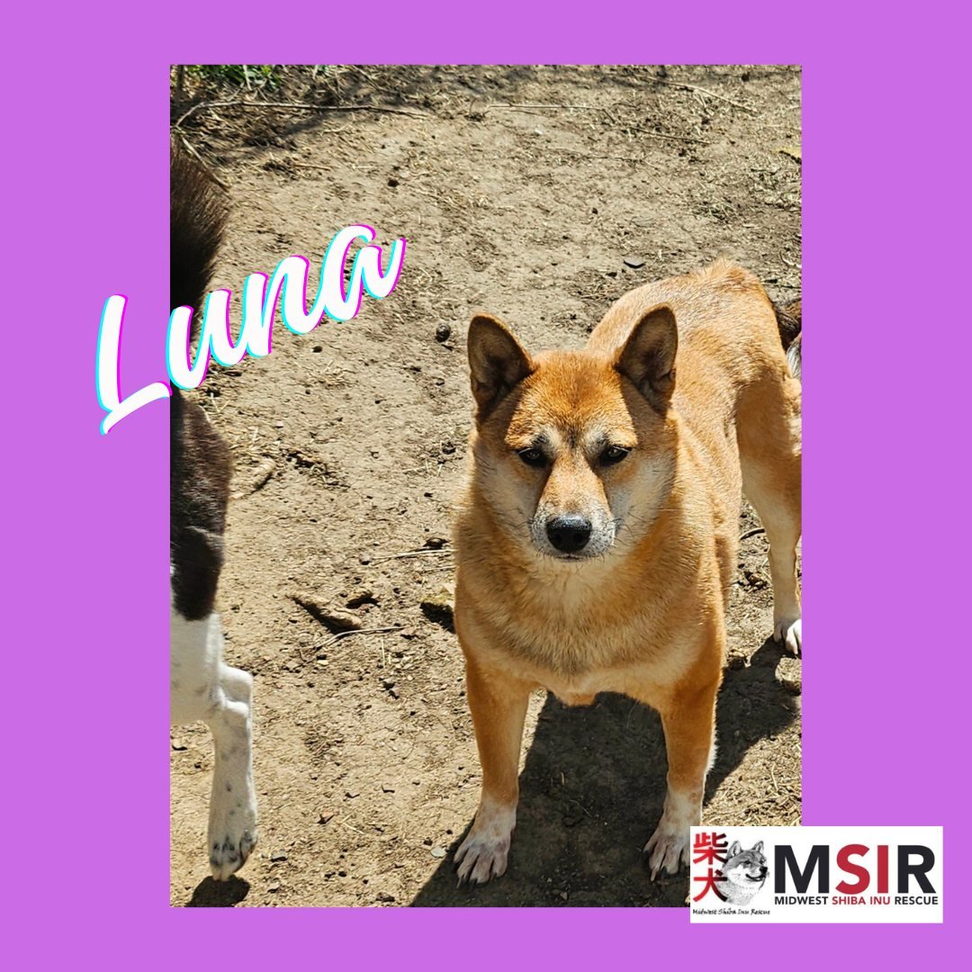 💕💕Luna💕💕

Don't let Luna's mean mug fool you. 😉 She's a sweet gal looking for a patient and loving family to play fetch with her in her very own fenced-in yard. Could you be her forever home??? 🏡

Find out more about Luna - and check out her ot