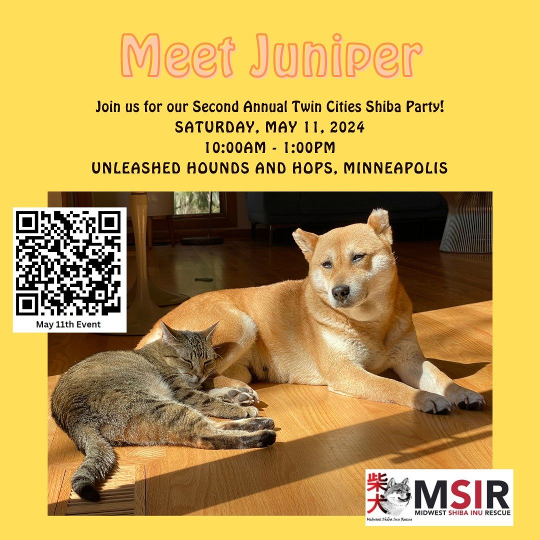 📣📣📣📣
Come and meet adoptable Juniper (and some of her other furry friends) on May 11th!!!

Are you signed up for beer and brunch yet??? If not, you can do so here: https://www.shibarescue.org/mspeventdetails