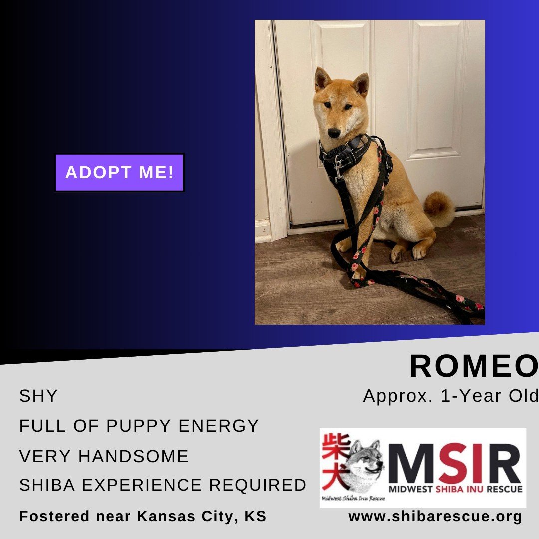 Ohhhh, look at this distinguished gentleman!!! 😍  ROMEO is now available for adoption!! 🎉 

Learn more about the adoption process and check out Romeo's bio - and his other adoptable friends here:
https://www.shibarescue.org/availabledogs