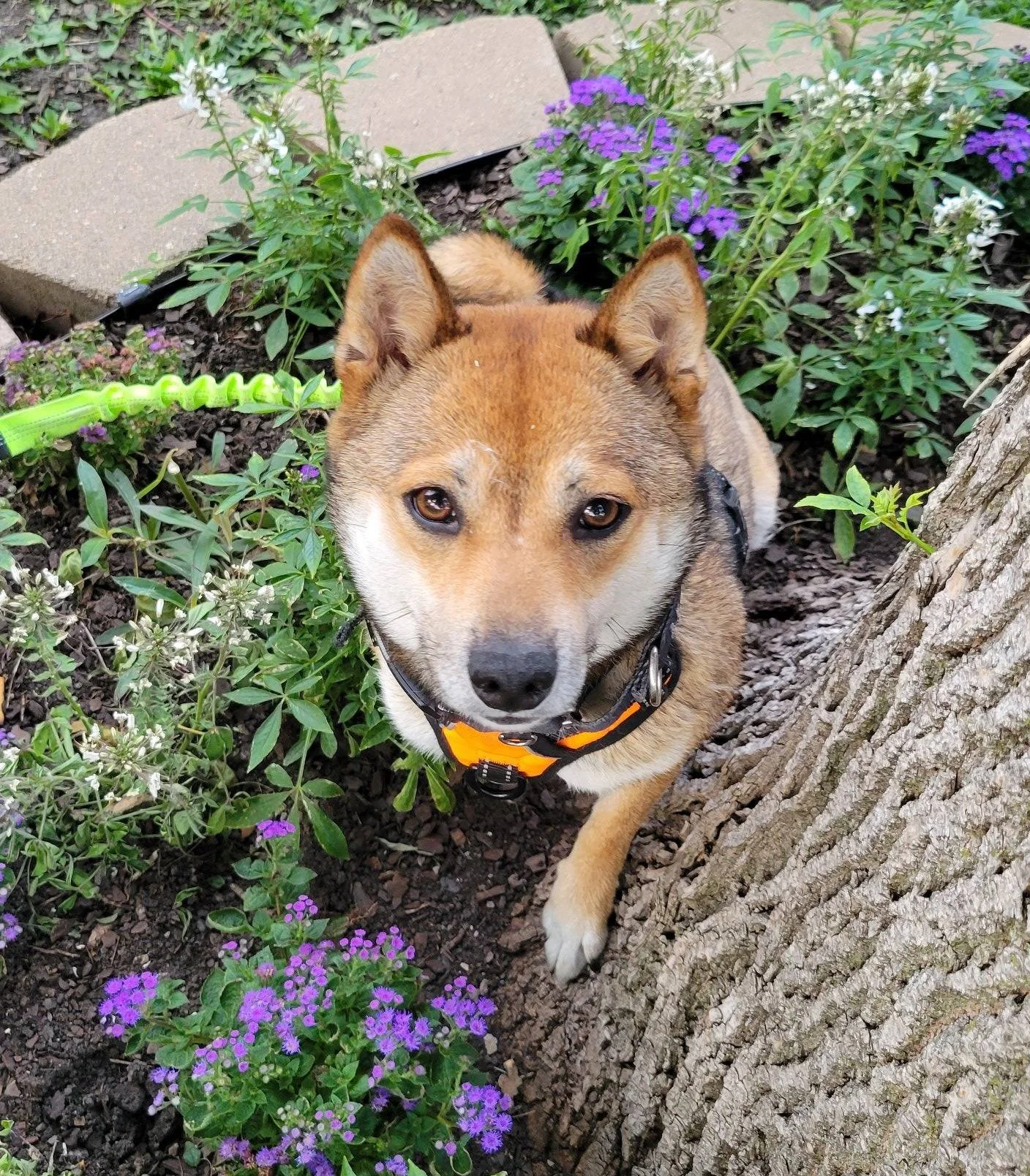 Daisy6.jpg